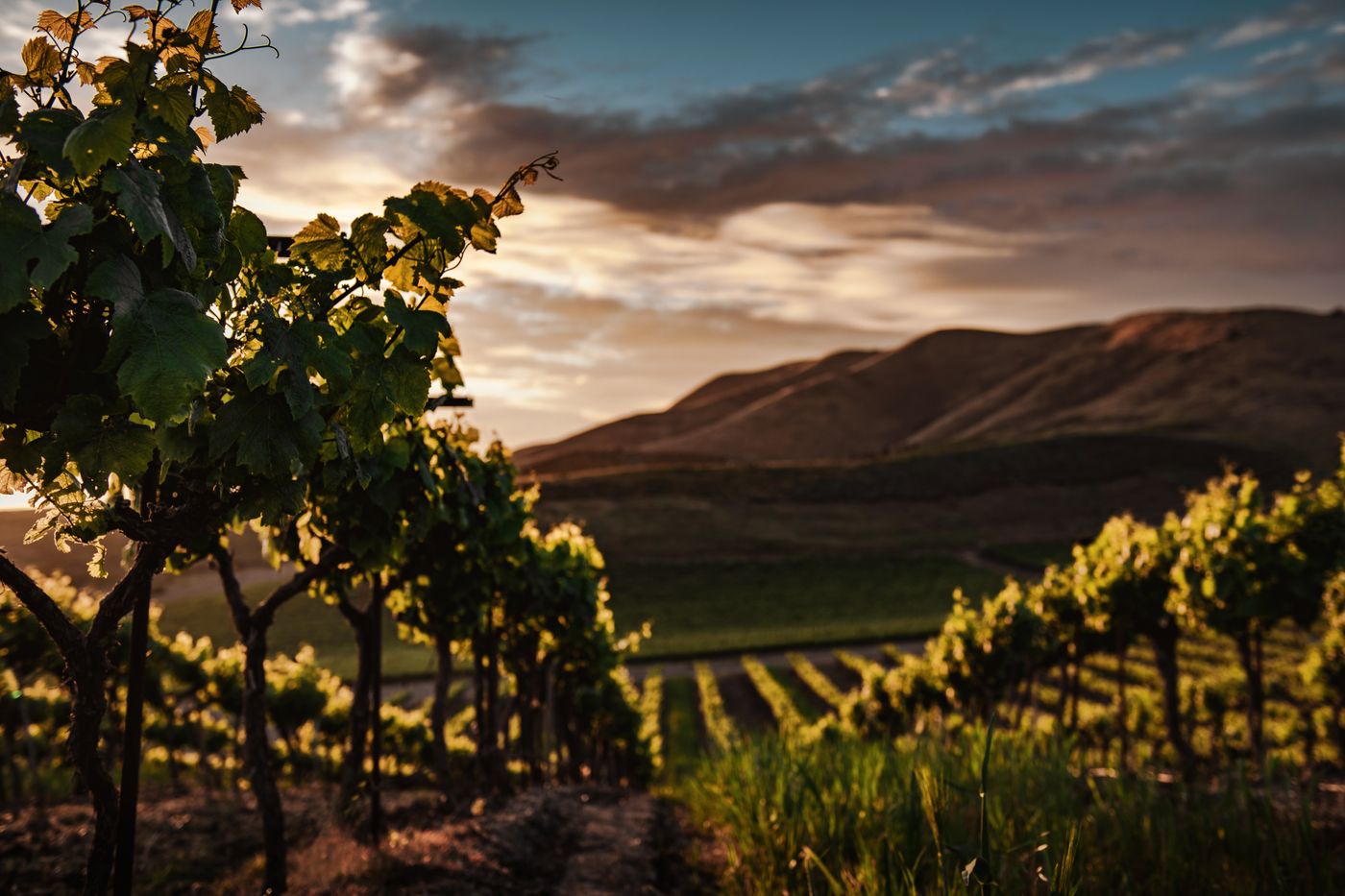 Weinberg in der Abendsonne